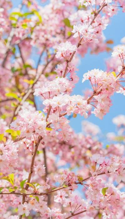 Khám phá vẻ đẹp tuyệt vời của hoa Anh Đào trong thế giới anime
