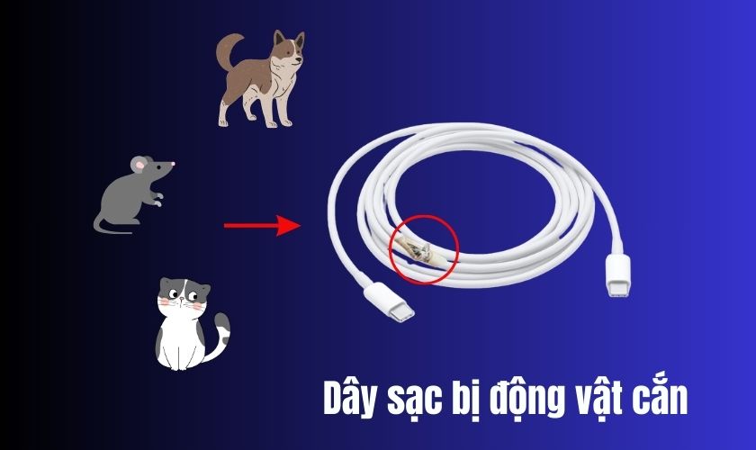 Dây sạc bị động vật cắn đứt